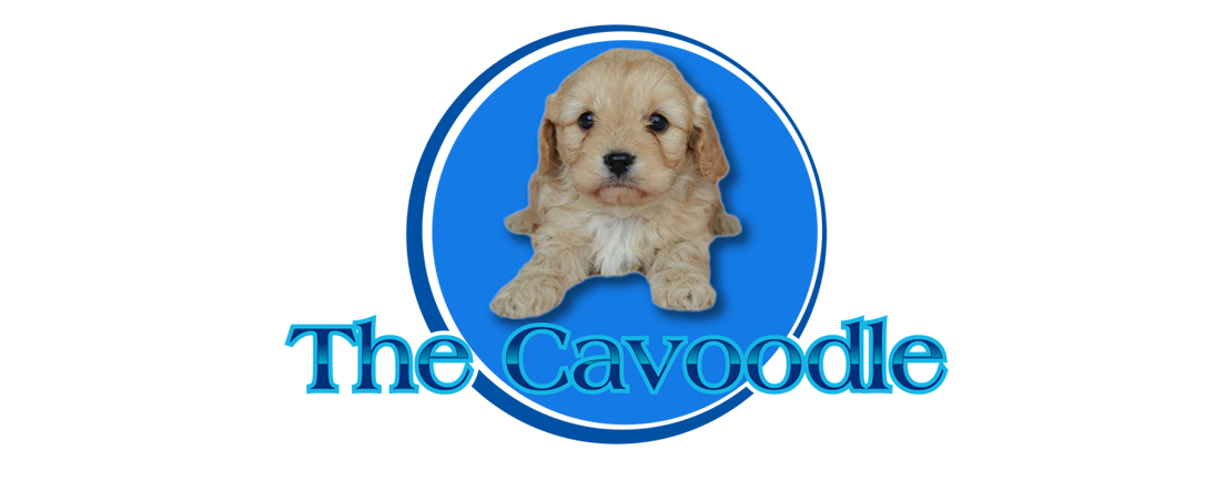 The Cavoodle